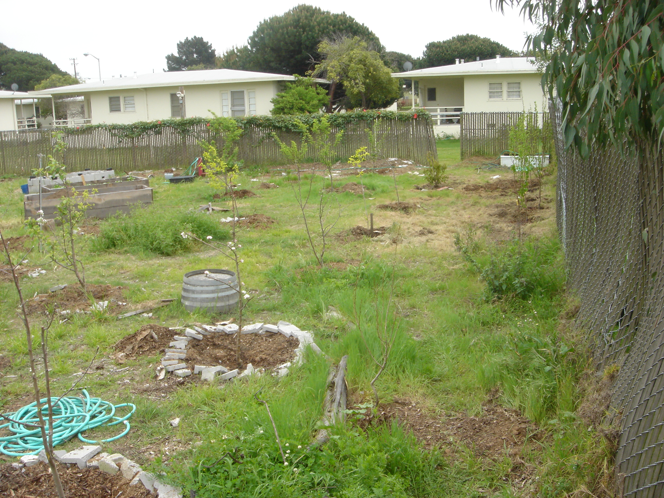 fruit_trees_in_garden